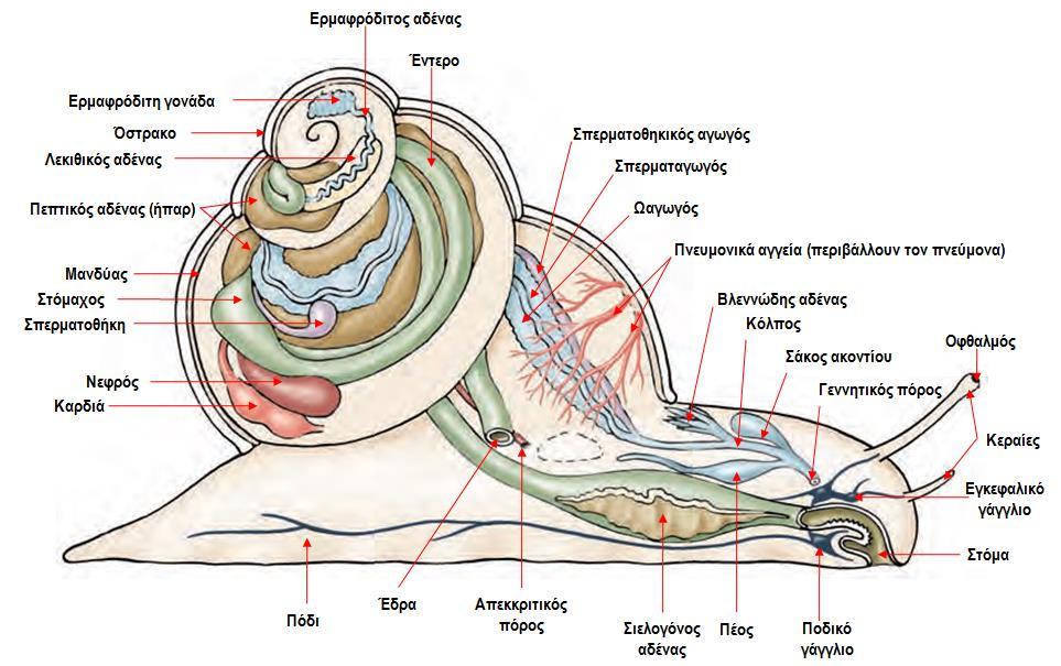 Ομοταξία: Γαστερόποδα /Gastropoda ( 70.