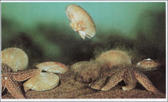 Ομοταξία: Δίθυρα ή Πελεκύποδα (μύδια, χτένια, στρείδια) Γενικά χαρακτηριστικά - Πλευρικά πεπιεσμένοι οργανισμοί. - Φέρουν 2 θυρίδες (μήκος 1-2 mm μέχρι 1 m, π.χ. Tridacna σε Νότιο Ειρηνικό).