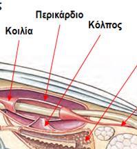 Ομοταξία: Δίθυρα ή Πελεκύποδα (μύδια, χτένια, στρείδια) Εσωτερική Δομή