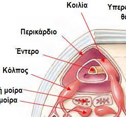 μέσα σε περικαρδιακή κοιλότητα, αιμάτωση μανδύα και βραγχίων και πίσω