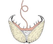 Ομοταξία: Δίθυρα ή Πελεκύποδα (μύδια, χτένια, στρείδια) Εσωτερική Δομή & Λειτουργία Αναπαραγωγικό σύστημα και Ανάπτυξη Η περίπτωση των αχιβάδων του γλυκού νερού: - Η γονιμοποίηση είναι