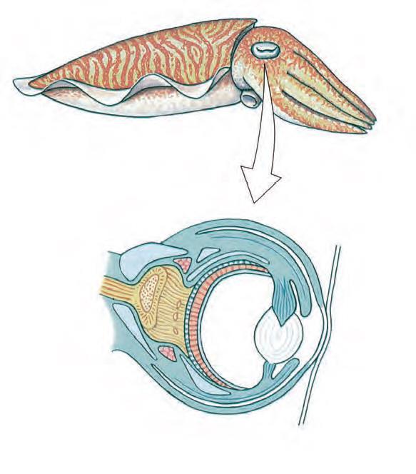 Ομοταξία: Κεφαλόποδα (καλαμάρια, χταπόδια, σουπιές, ναύτιλοι) Μορφή & Λειτουργία Εσωτερικά χαρακτηριστικά Νευρικό και Αισθητήριο σύστημα: - Ανεπτυγμένος εγκέφαλος με αρκετούς λοβούς (γιγαντιαίες