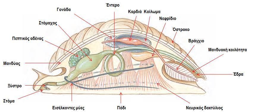 1. ΓΕΝΙΚΕΣ ΑΡΧΕΣ - ΕΙΣΑΓΩΓΗ ΣΤΑ ΜΑΛΑΚΙΑ Μορφή και λειτουργία Σώμα Μαλακίων: Κεφάλι-πόδι και Σπλαχνική μάζα 1.