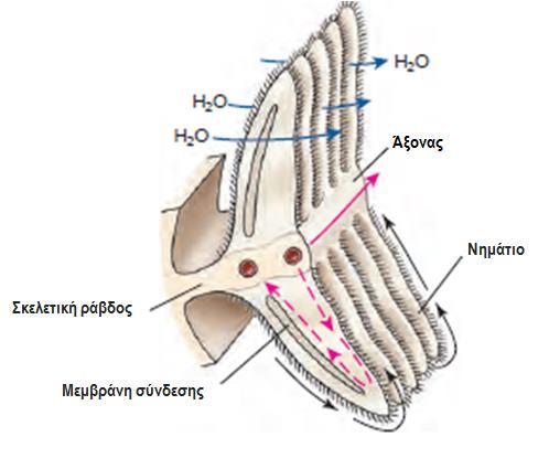 και/ή ένας πνεύμονας) Βράγχια (κτενίδια) - Φυλλοειδή βραγχιακά νημάτια σε μακρύ πεπλατυσμένο άξονα που εκτείνεται από το τοίχωμα της βραγχιακής