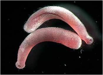 Ομοταξία: Σωληνόγαστροι/Solenogastres ( 250 είδη σκουληκόμορφων θαλάσσιων οργανισμών) - Ζουν στο βυθό, συχνά πάνω σε Κνιδόζωα.