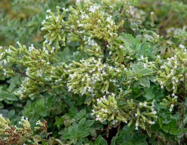 Ρίγανες της Ελλάδας Origanum vulgare Ρίγανη