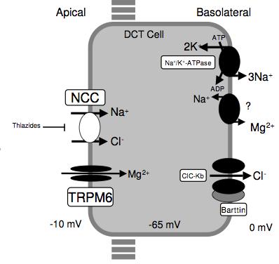 poliurie stimulare SRAA corectează eliminarea de Na +, dar creste eliminarea de K + - Scăderea voltajului pozitiv al celulei tubulare creste