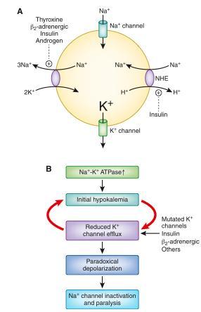 HIPOPOTASEMIA Redistribuția K între spațiul EC și IC Stimularea b-adrenergică excesivă Stimularea sistemului nervos simpatic (β 2 -agonişti) epinefrina crește activitatea ATP azei Na + /K +.