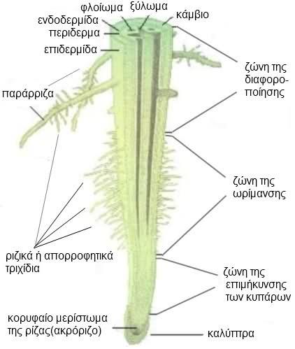 Εικόνα 2.