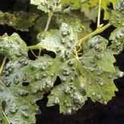 Συμπτώματα που προκαλεί ερίνωση της αμπέλου στα φύλλα Aντιμετώπιση Είναι εύκολη και γίνεται μόλις εμφανιστούν τα