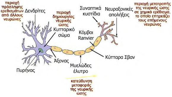 Εικόνα 1-1: Νευρικό σύστημα ανθρώπου. Προέλευση:[4] Με τον όρο νευρώνας ορίζουμε το κύτταρο που αποτελεί δομικό μέρος και λειτουργική μονάδα του νευρικού συστήματος.
