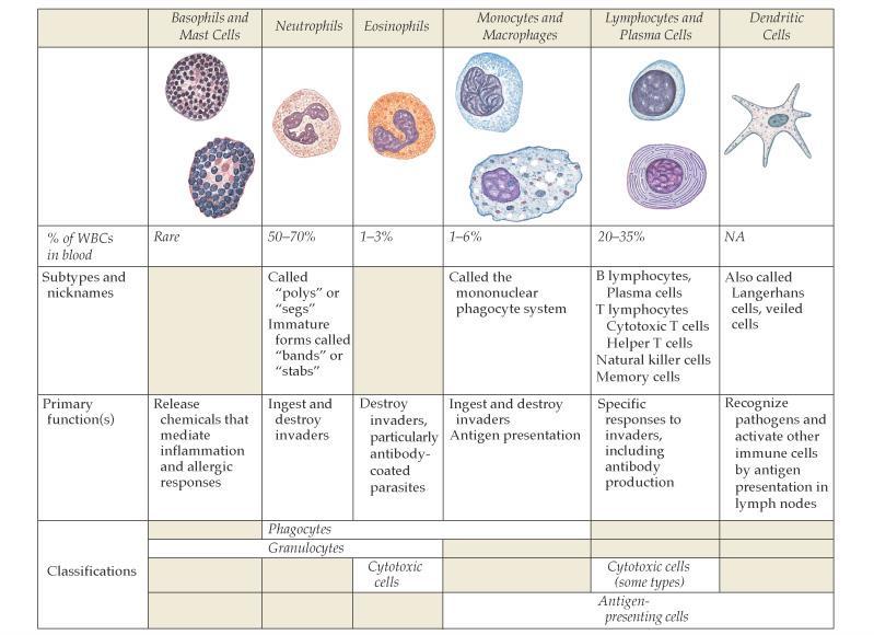 Σημαντικότερα κύτταρα και ο ρόλος τους στην άμυνα του