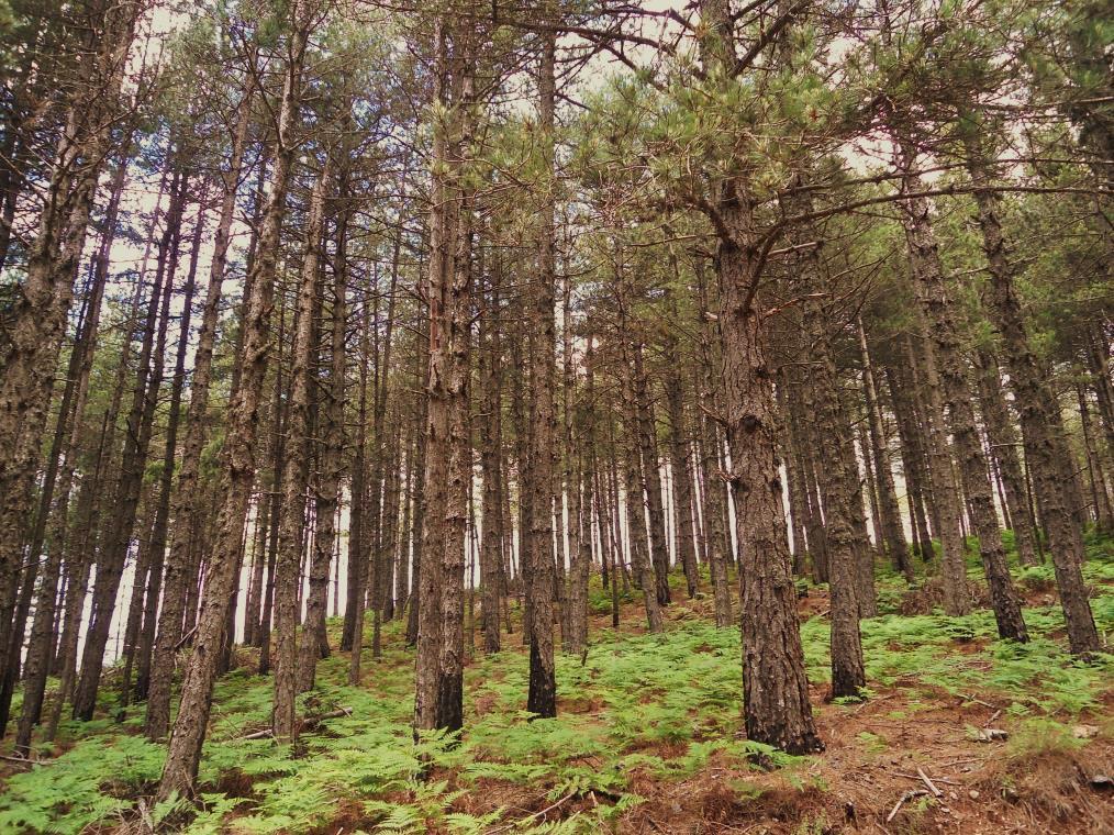 Εικόνα 1.5: Δάσος μαύρης πεύκης (Pinus nigra subsp. pallasiana) στην περιοχή μελέτης. Σημαντικότητα Σπανιότητα Πρόκειται για οικότοπο προτεραιότητας.