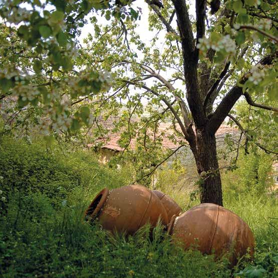 Σάββατο, 14 Νοεμβρίου Από Λευκωσία: Κρασοχώρια Λεμεσού (Διαδρομή 4) Σημείο συνάντησης Λευκωσίας Κέντρο Χειροτεχνίας, Λεωφόρος Αθαλάσσας 09:00 Αναχώρηση 10:30 Οινοποιείο Ζαμπάρτας (Άγιος Αμβρόσιος)