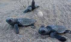 23 Μαΐου - Παγκόσμια ημέρα της Χελώνας και 2 ενδιαφέρουσες προσκλήσεις για να γνωρίσουμε τις θαλάσσιες χελώνες!