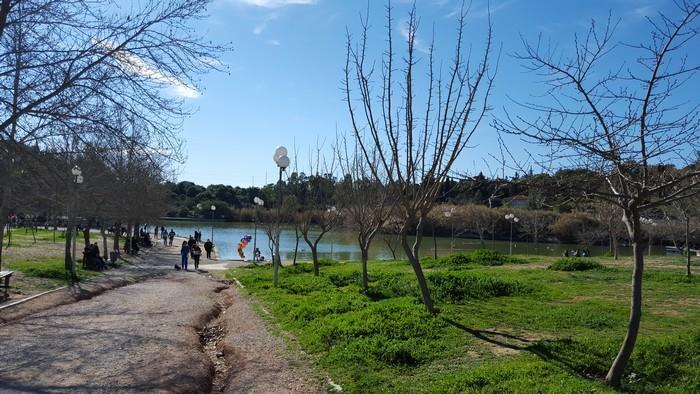 Το πιο κοινό δέντρο των αλσυλλίων του Πάρκου είναι η Χαλέπιος Πεύκη. Καλύπτει μεγάλο μέρος των λόφων του Πάρκου φιλοξενώντας στις συστάδες της πλήθος πουλιών, άλλα και άλλων ζώων όπως οι νυχτερίδες.