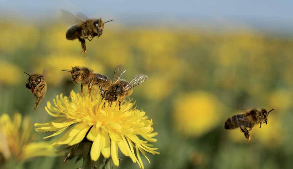 ΑΥΤΟΠΤΕΣ ΜΑΡΤΥΡΕΣ: ΜΕΛΙΣΣΕΣ Επισημαίνοντας τις εποχές με φυσικό τρόπο «Αυτό που μου αρέσει περισσότερο στην μελισσοκομία είναι ότι οι μέλισσες παραμένουν ελεύθερες και δεν χρειάζεται να τις