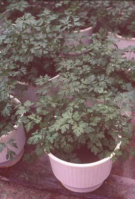 Περιγραφή του φυτού: Το φυτό του μαϊντανού είναι χαμηλής ανάπτυξης με λεπτούς βλαστούς και μικρά πτεροειδή φύλλα. Το ύψος του δεν ξεπερνά τα 40 εκ.