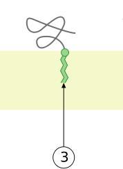 interaction by a hydrophobic loop interaction by a covalently bound membrane