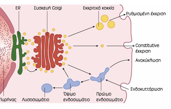 Ενδοπλασματικο δίκτυο Συνθετη σειρά σωλήνων στο κυτταρόπλασμα του κυττάρου Το εσωτερικό σκέλος της