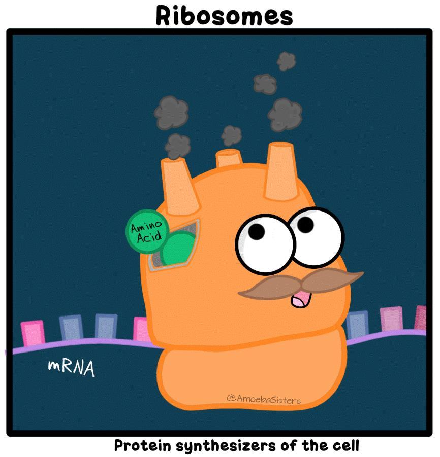 Ριβοσώματα Θέσεις σύνθεσης πρωτεϊνών Μικρη και μεγαλη υπομονάδα Περιέχουν πολλές διαφόρετικές