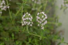 Astragalus maniaticus Ελληνικό ενδημικό Thymus