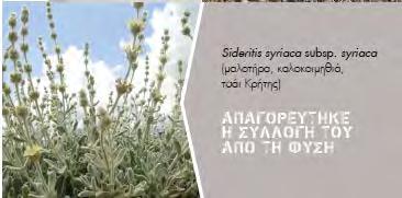 Τσάγια