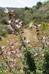 (θουγιόνη, π-κυμένιο, κινεόλη, βορνεόλη κ.ά).