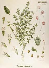 Θυμάρι (Thymus spp.