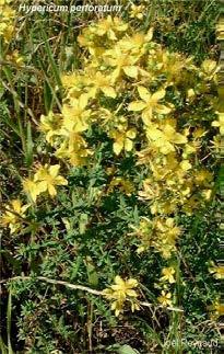 Υπερικό (Hypericum perforatum) Hypericaceae σπαθόχοροτο, βαλσαμόχορτο, λειχηνόχορτο, περίκη, χελωνόχορτο, κοψοβότανο, ψειροβότανο, κουκτσούδι Φυτικό φάρμακο καθιερωμένης χρήσης για α) τη