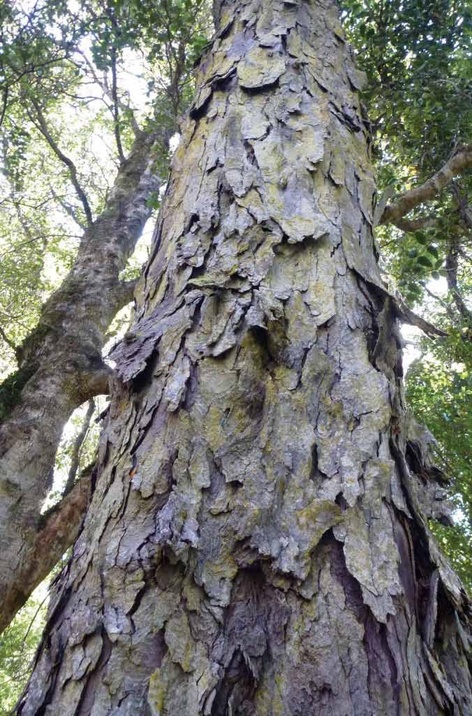 Дрвото има оп ределени украсни својства што им овозможи на дрводелците од Нов Зеланд да го употребат во големи и во мали проекти.
