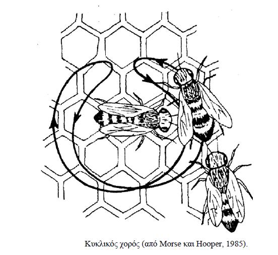 1.3.2 Χοροί Εκτός από τις φερομόνες οι μέλισσες επικοινωνούν χορεύοντας. Έχουν παρατηρηθεί δύο βασικοί χοροί, ο κυκλικός χορός και ο μικτός χορός ή χορός της παλλόμενης κοιλιάς.