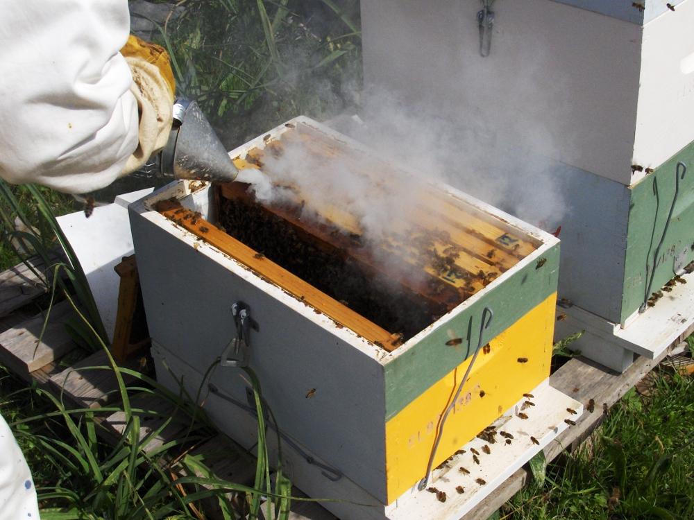 3.1 Η μελισσοκομία σήμερα Εικόνα
