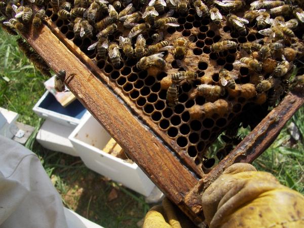 3.2.2 Εργασίες στη διάρκεια του έτους Κατά της διάρκεια του έτους ο μελισσοκόμος θα πρέπει να επισκέπτεται συχνά το μελισσοκομείο.