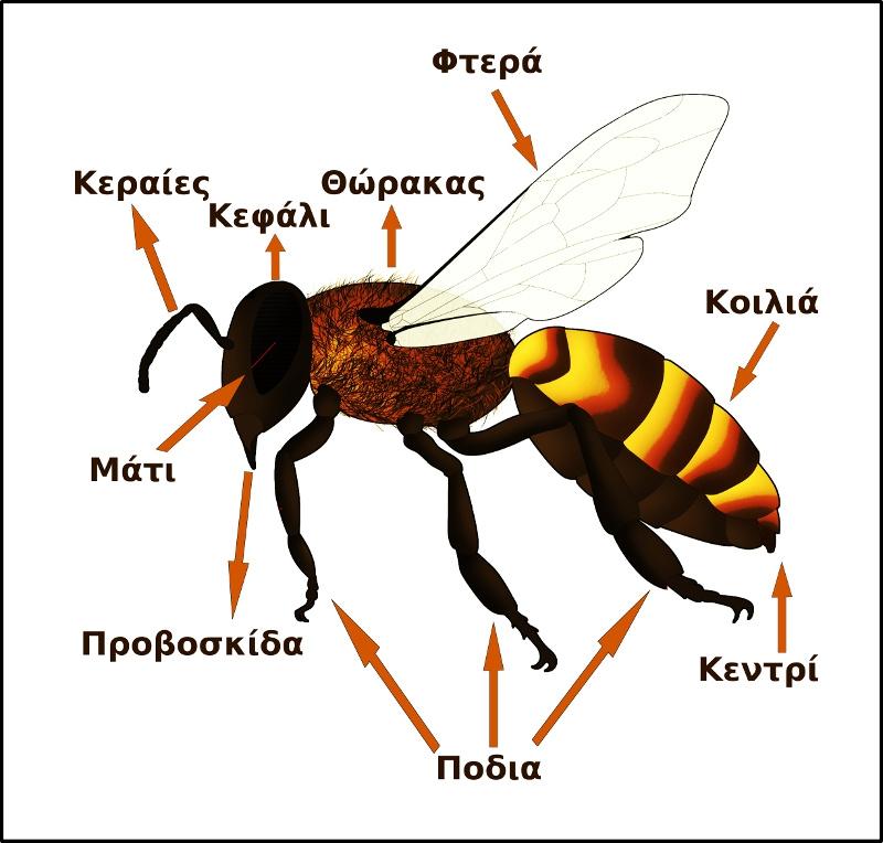 Αναλυτικά τα στάδια όπως παρουσιάζονται στην εικόνα 2 1. Η βασίλισσα γεννάει ένα αυγό μέσα στο κελί 2. Η παραμάνα εργάτρια προσθέτει συχνά τροφή 3. Η προνύμφη φτάνει στην τελική της μορφή 4.