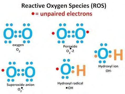 1. ΕΙΣΑΓΩΓΗ 1.1. Ελεύθερες ρίζες Οι ελεύθερες ρίζες είναι μόρια, άτομα ή ιόντα που περιέχουν ένα ή περισσότερα ασύζευκτα ηλεκτρόνια στην εξωτερική τους στιβάδα και υπάρχουν ελεύθερα (Halliwell & Gutteridge, 1998).