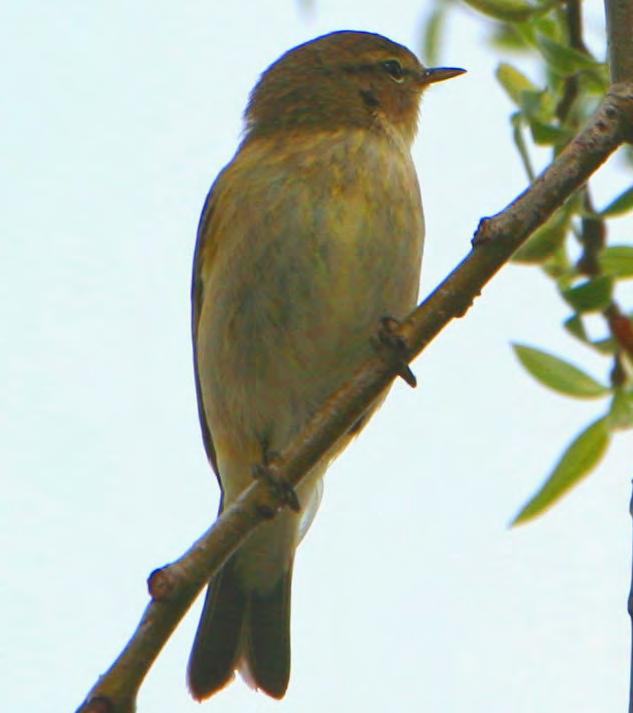 Τάξη: Passeriformes (Στρουθιόµορφα) Οικογένεια: Sylviidae (Τραγουδιστές) Είδος: Phylloscopus collybita ( εντροφυλλοσκόπος) Γνωρίσµατα: Μικρό σε µέγεθος πουλί (11εκ.). Έχει φτέρωµα µε ελαιοκαστανές αποχρώσεις στο πάνω µέρος του σώµατος και υπόλευκες µε κίτρινο αποχρώσεις στο κάτω µέρος.