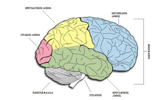 Όπως αναφέρεται και παραπάνω ο ανθρώπινος εγκέφαλος αποτελεί το βασικό όργανο του κεντρικού νευρικού συστήματος ο οποίος βρίσκεται στο κεφάλι όπου τον προστατεύει το κρανίο και για επιπλέον προστασία