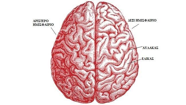 Σχήμα 1.4 Τα δυο ημισφαίρια του εγκεφάλου, το αριστερό και το δεξί. Επίσης διακρίνονται οι αύλακες και οι έλικες του εγκεφάλου. Ο βασικότερος σύνδεσμος είναι το μεσολόβιο (σχήμα 1.6).