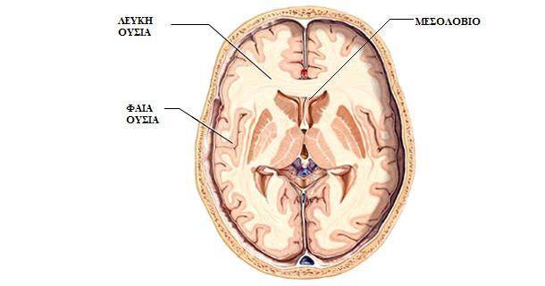 ημισφαίριου του εγκεφάλου.