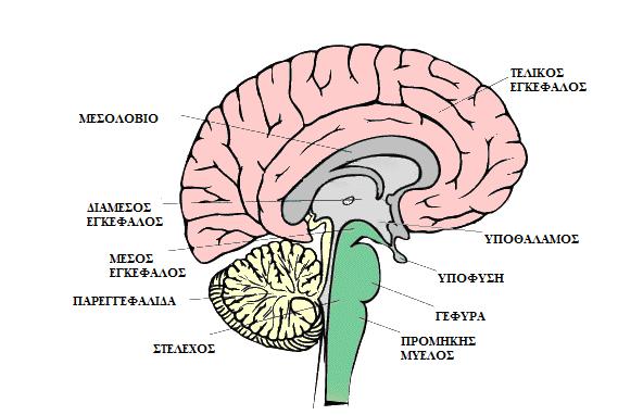Σχήμα 1.7 Η διαίρεση του στελέχους στη γέφυρα, το διάμεσο και μέσο εγκέφαλο και τον προμήκη μυελό.