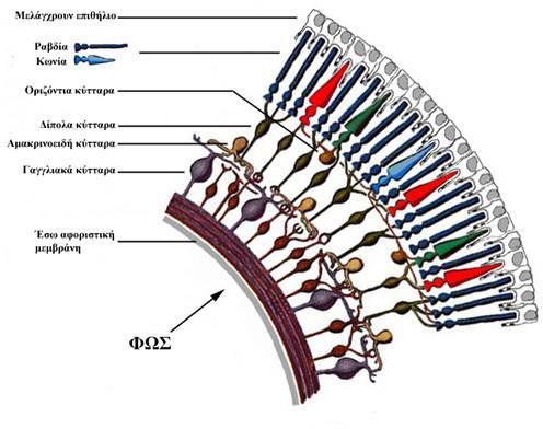 αφοριστική μεμβράνη (Lemp & Snell, 2006). Ο αμφιβληστροειδής χιτώνας αποτελείται από τρείς τύπους νευρώνων: τους φωτοΰποδοχείς, τα δίπολα κύτταρα και τα γαγγλιακά κύτταρα (Lemp & Snell,2006).