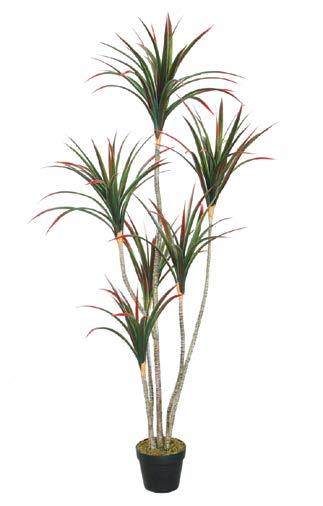 6-0032 ΔΡΑΚΑΙΝΑ DRACAENA YΨΟΣ ΗΕΙGHT: 160cm 120 ΦΥΛΛΑ LVS 6-0056