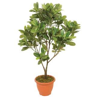 (INDOORS) 6-0035 ΜΑΓΚΡΟΒΙΑ MANGROVE TREE 6-0036