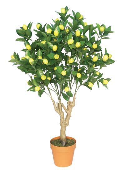 ΠΟΡΤΟΚΑΛΙΑ ORANGE TREE ΛΕΜΟΝΙΑ LEMON TREE YΨΟΣ