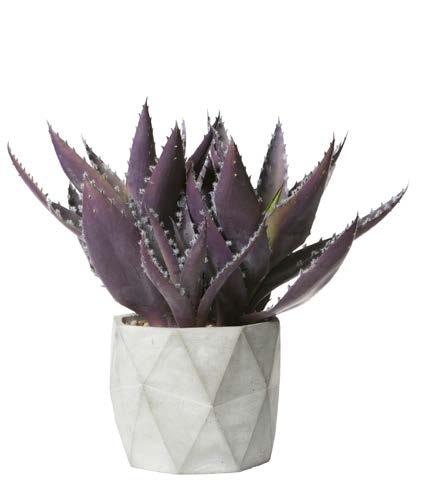 ΗΕΙGHT: 20cm 6-0150 ΑΛΟΗ ALOE YΨΟΣ