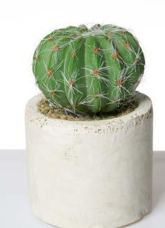 ΚΑΚΤΟΣ CACTUS YΨΟΣ ΗΕΙGHT: 30cm YΨΟΣ