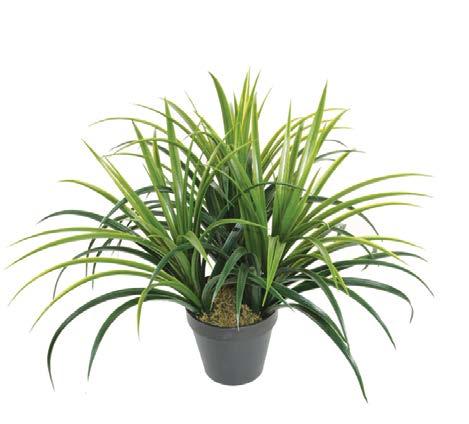 6-0041 ΣΑΝΣΕΒΙΕΡΑ SNAKE PLANT GRASS YΨΟΣ ΗΕΙGHT: