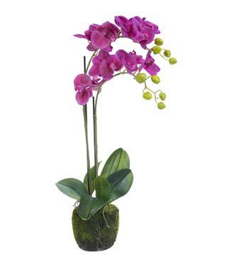 YΨΟΣ ΗΕΙGHT: 65cm 6-0198 ΟΡΧΙΔΕΑ ORCHID YΨΟΣ