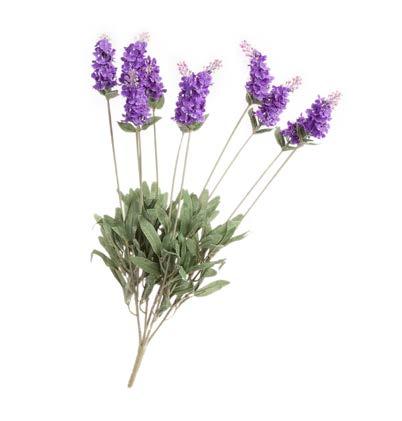 ΛΕΒΑΝΤΑ LAVENDER YΨΟΣ ΗΕΙGHT: